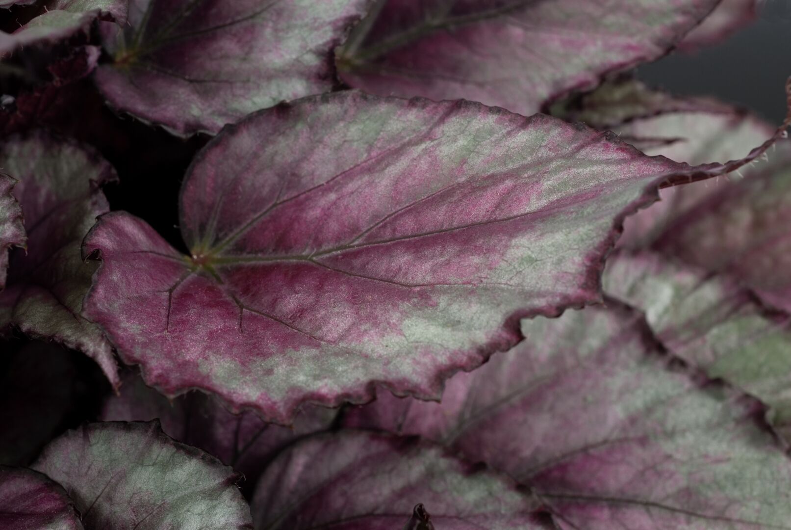 Begonia rex hybrid Beleaf® Maori Haze