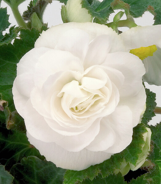 Begonia tuberhybrida Swing White