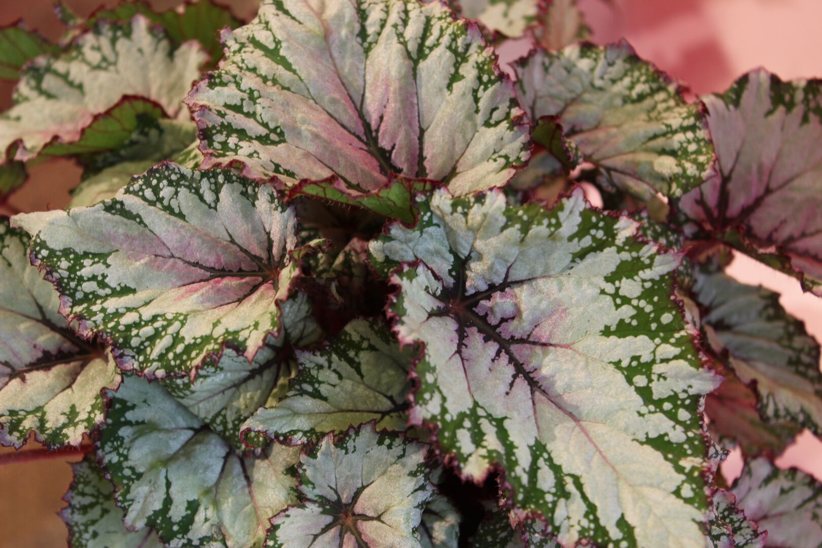Begonia rex hybrid Beleaf® Asian Tundra