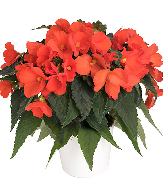 Begonia boliviensis Florencio Orange®