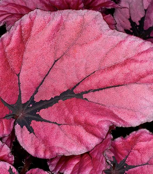 Begonia rex hybrid Beleaf® Indian Summer