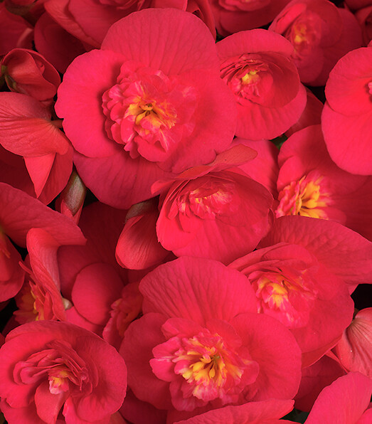 Begonia elatior hybrid Belove Cherry®