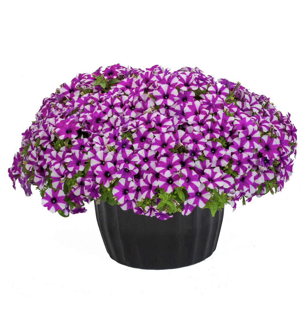 Petunia hybrid Shortcake Blueberry