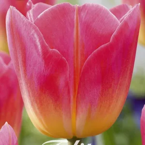 Tulipa Triumph Tom Pouce