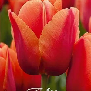 Tulipa Darwin Miss Brandy