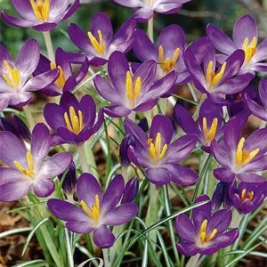 Crocus  Crysanthus Whitewell Purple