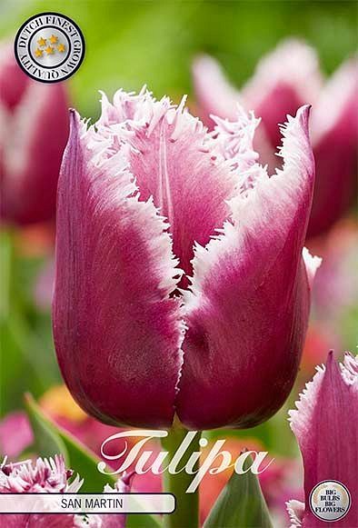 Tulipa Fringed San Martin