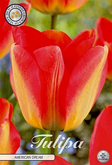 Tulipa Darwin American Dream