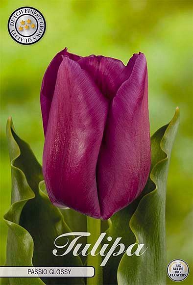 Tulipa Triumph Passio Glossy