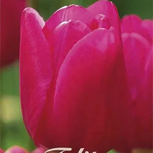 Tulipa Triumph Pink Ardour