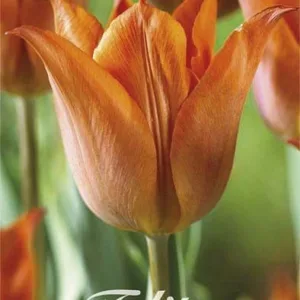 Tulipa Triumph Request