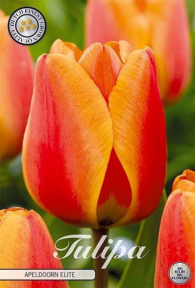 Tulipa Darwin Apeldoorn Elite