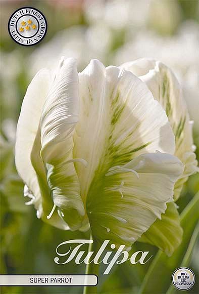 Tulipa Parrot Super Parrot