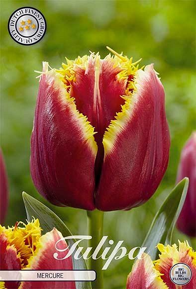Tulipa Fringed Mercure