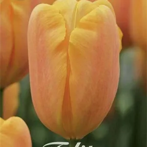 Tulipa Triumph Bellville