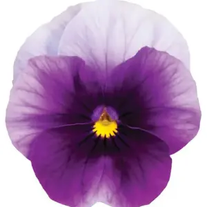 Viola cornuta Rocky Beaconsfield