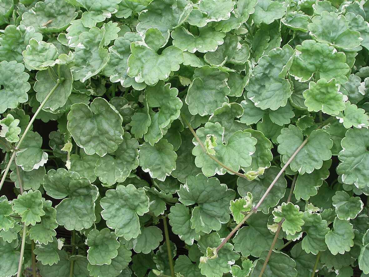 Glechoma hederacea Variegata (Nepeta)
