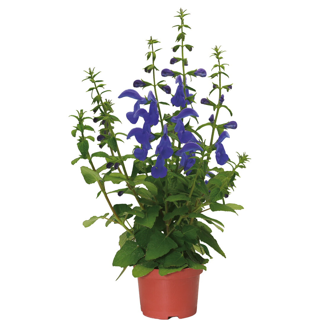 Salvia Salvia patens Oceana Blue, sinisalvia