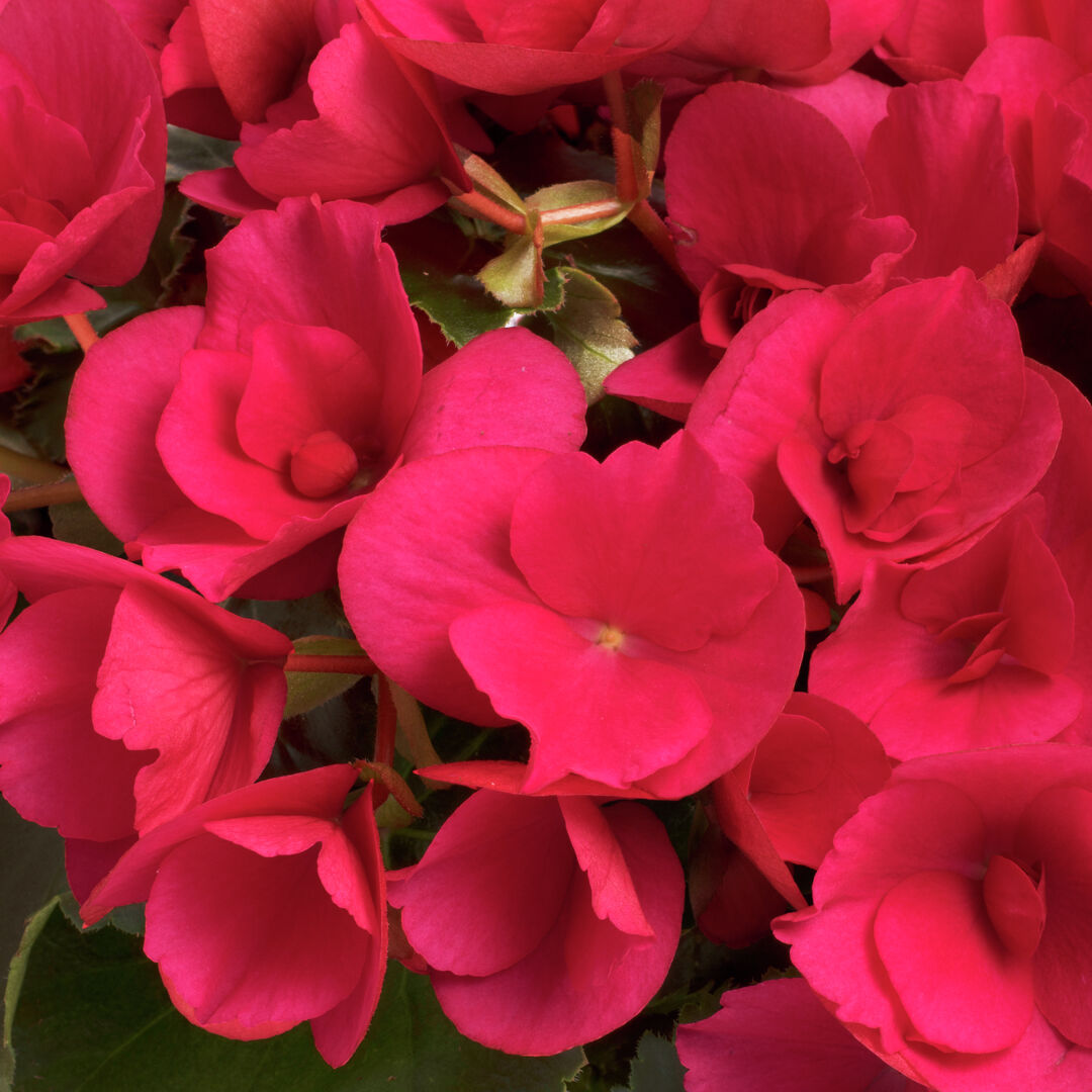 Begonia elatior hybrid Betulia® Bright Pink