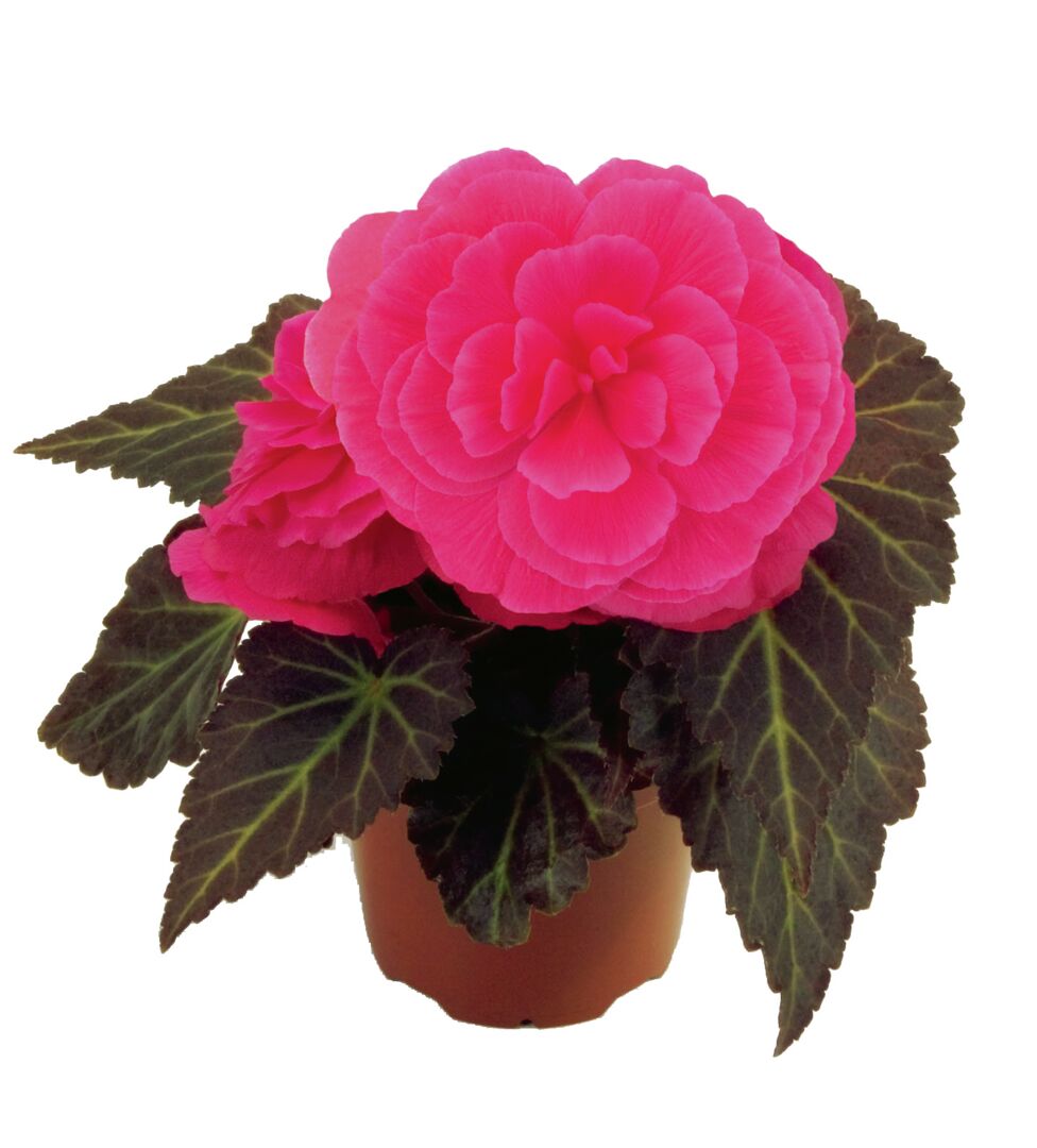 Begonia tuberhybrida Nonstop Mocca Pink Shades