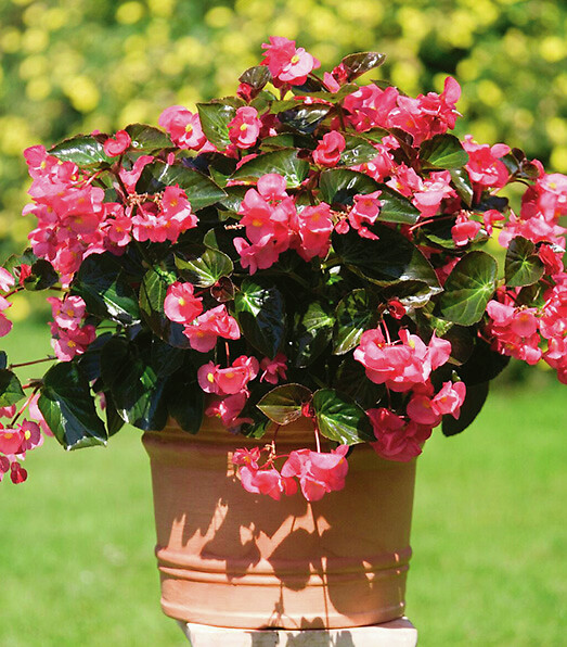 Begonia semperflorens Big Bronze Leaf Rose