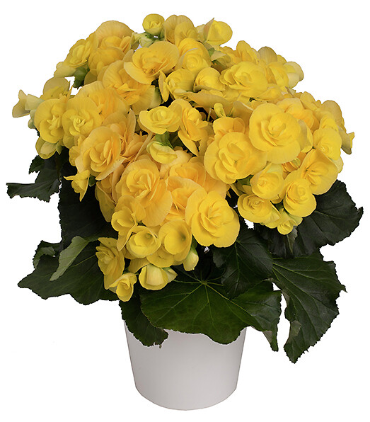 Begonia elatior Rebecca®