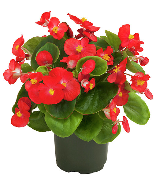 Begonia semperflorens Topspin Scarlet