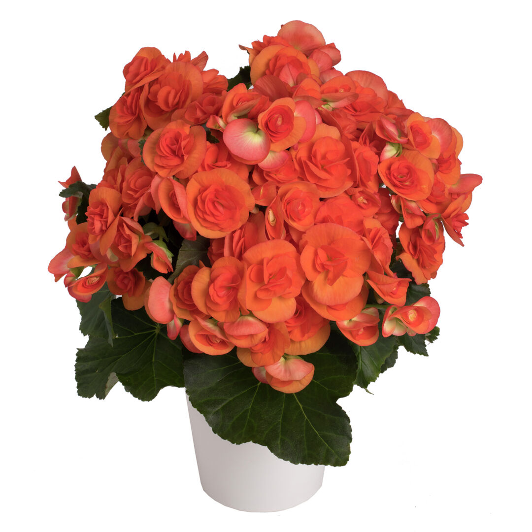 Begonia elatior Reina XL®