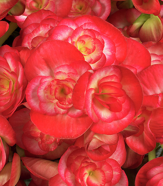 Begonia elatior Rolinde®