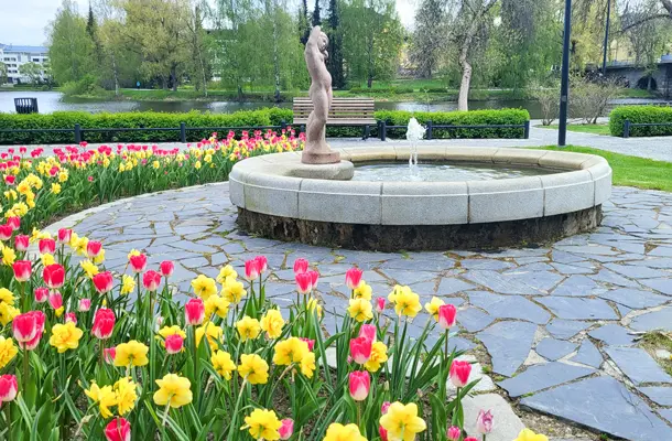 Hämeenlinnan kaupungin Tulipa Hans Brinker ja Narcissus Smokey Bear