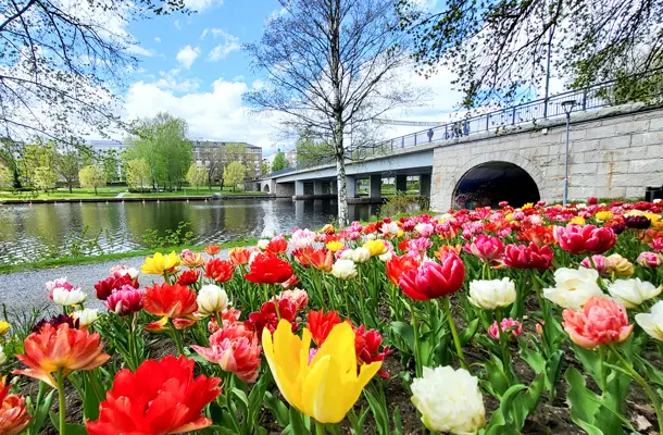 Tulppaaneja sillan vieressä, Tulipa Double Early Murillo Mixed
