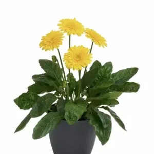 Gerbera hybrid Garvinea® Majestic Yellow
