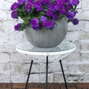 Verbena hybrida Lanai® Blue