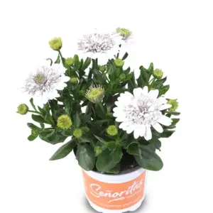 Osteospermum ecklonis Señorita® Double White