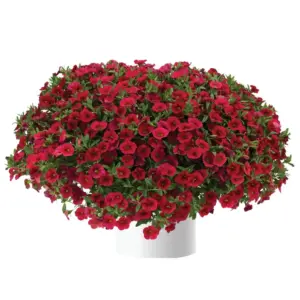Calibrachoa Lia™ Dark Red