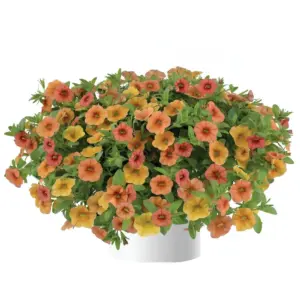 Calibrachoa Lia™ Melon