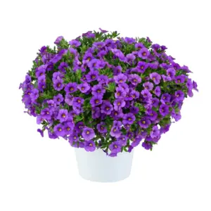 Calibrachoa Lia™ Violet