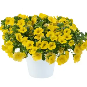 Calibrachoa Lia™ Yellow Imp