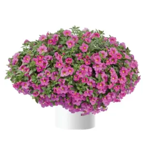 Calibrachoa Lia™ Bubblegum
