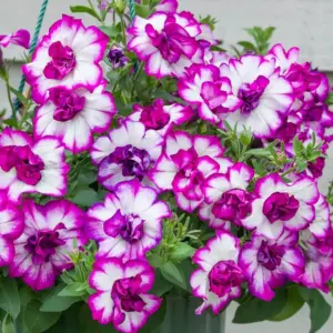 Petunia hybrid Tumbelina® Compact Nicola