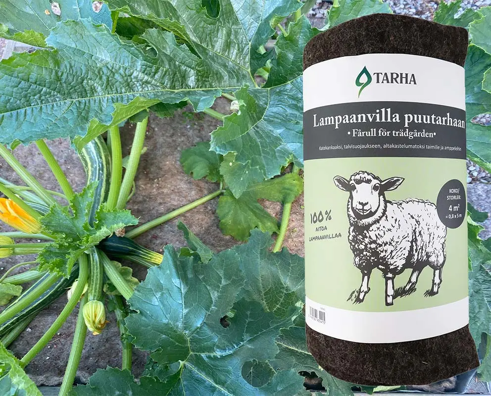 Lampaanvillla katteena kesäkurpitsalla