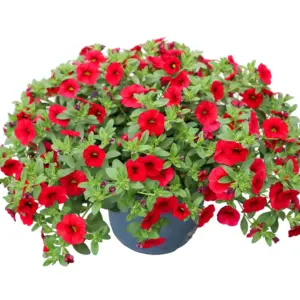 Calibrachoa Cabrio Dark Red