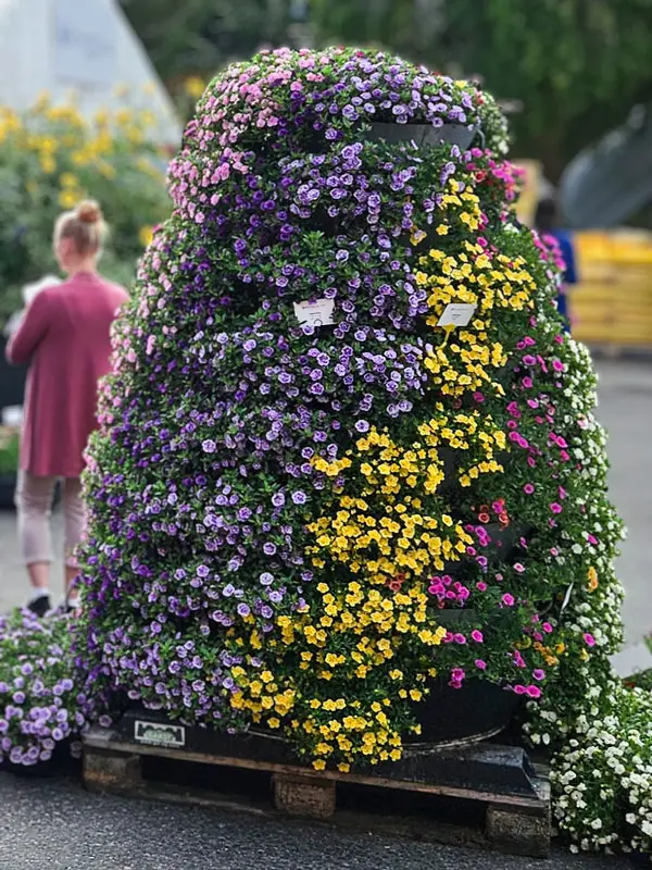 Calibrachoa Callie Double sekoitus kukkapylväässä