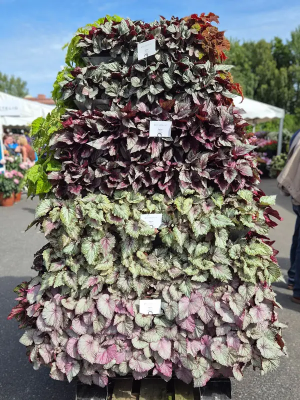 Begonia Beleaf sekoitus kukkapylväässä